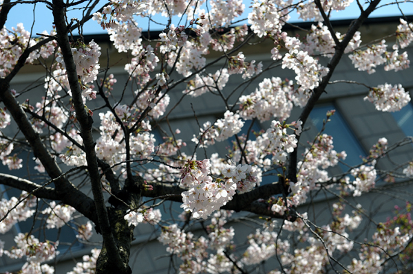 110405 sakura2 DSC_6407.jpg